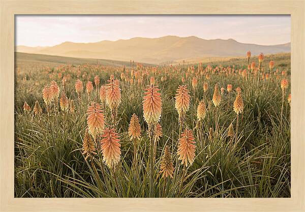 Kniphofia Red Hot Poker Blooms