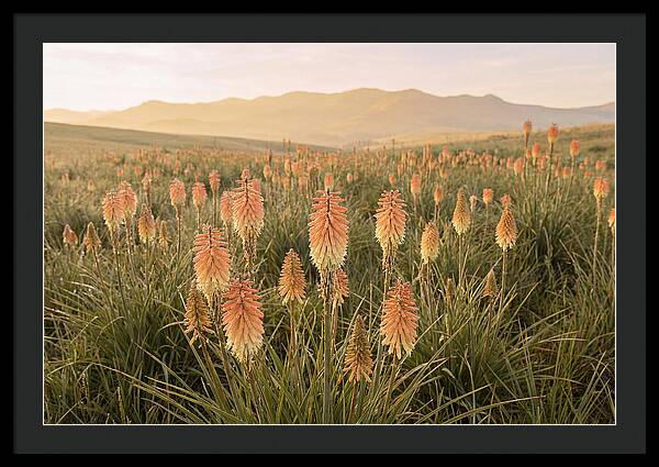 Kniphofia Red Hot Poker Blooms