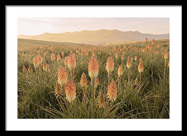 Kniphofia Red Hot Poker Blooms
