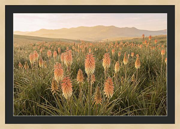 Kniphofia Red Hot Poker Blooms