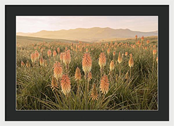 Kniphofia Red Hot Poker Blooms