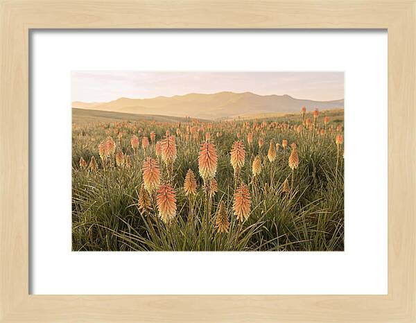 Kniphofia Red Hot Poker Blooms