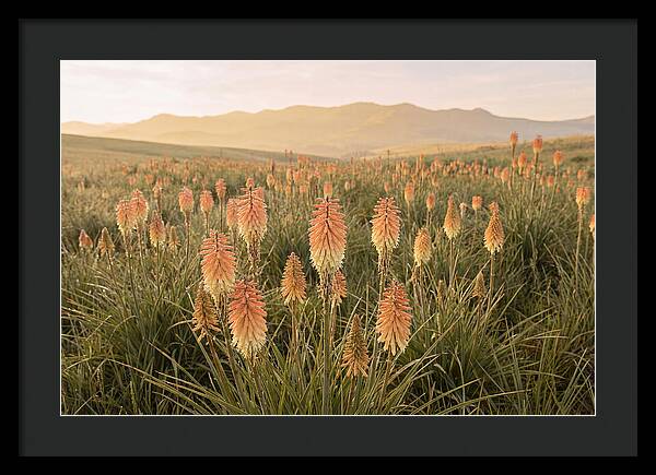 Kniphofia Red Hot Poker Blooms