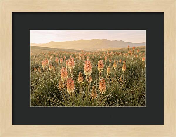 Kniphofia Red Hot Poker Blooms