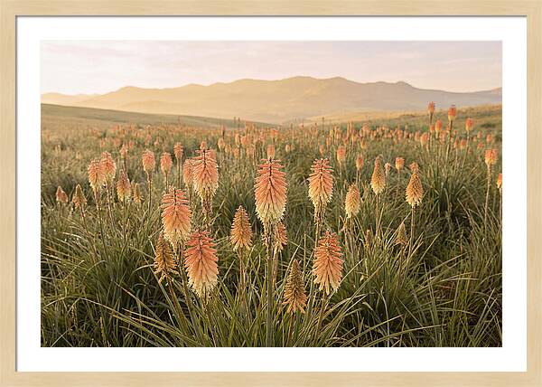 Kniphofia Red Hot Poker Blooms