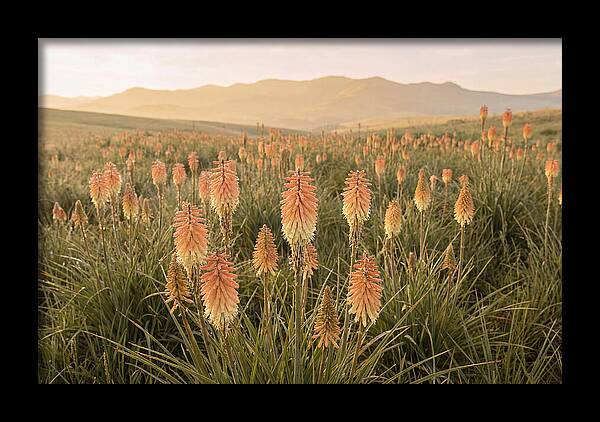 Kniphofia Red Hot Poker Blooms
