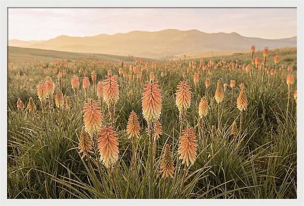Kniphofia Red Hot Poker Blooms