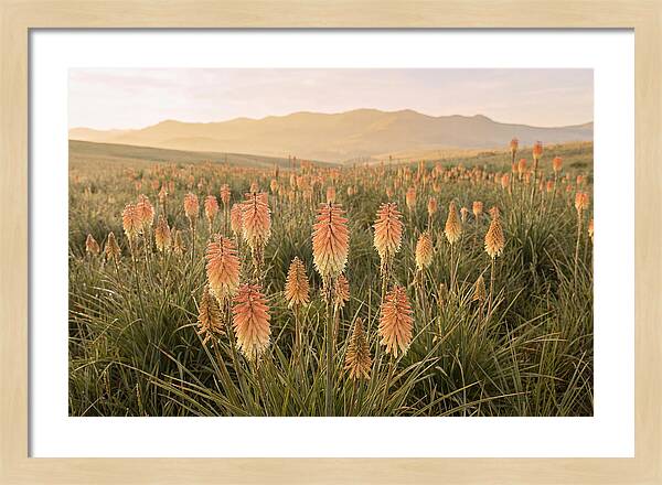 Kniphofia Red Hot Poker Blooms