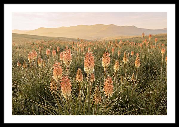 Kniphofia Red Hot Poker Blooms