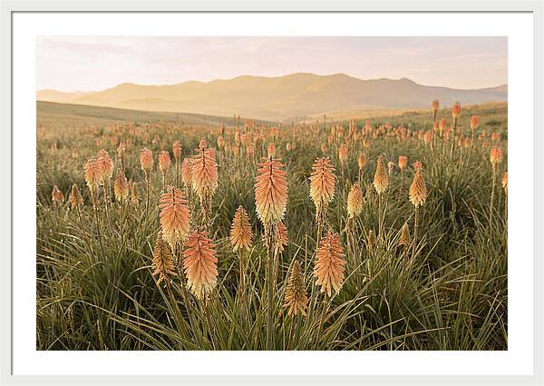 Kniphofia Red Hot Poker Blooms