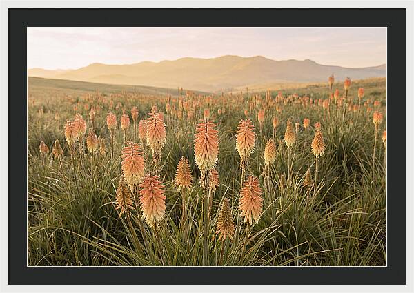 Kniphofia Red Hot Poker Blooms