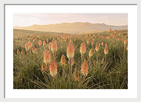 Kniphofia Red Hot Poker Blooms