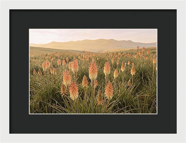 Kniphofia Red Hot Poker Blooms