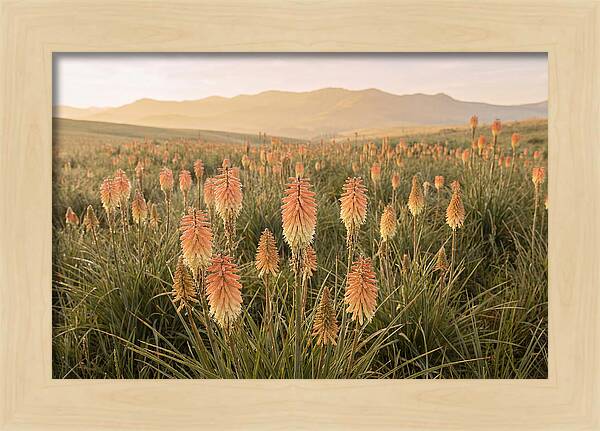 Kniphofia Red Hot Poker Blooms