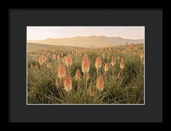 Kniphofia Red Hot Poker Blooms