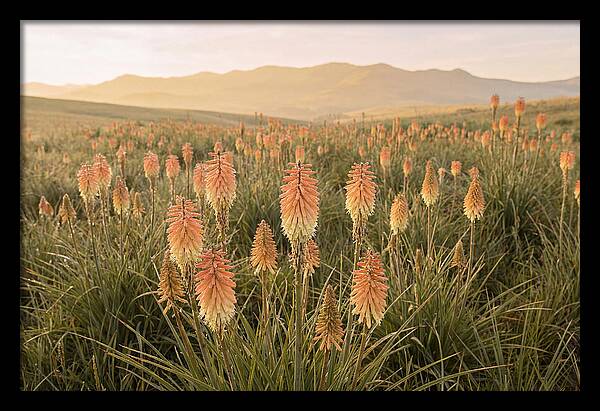 Kniphofia Red Hot Poker Blooms
