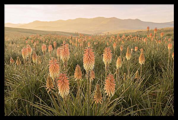 Kniphofia Red Hot Poker Blooms