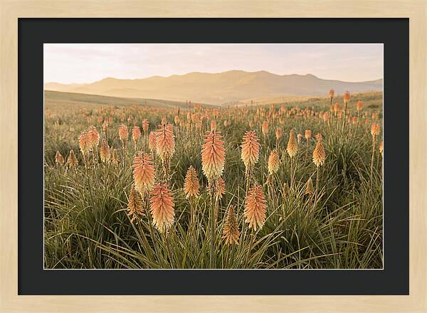 Kniphofia Red Hot Poker Blooms