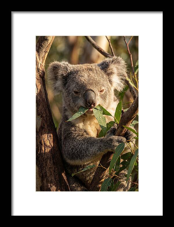 Koala Enjoying Eucalyptus Leaves