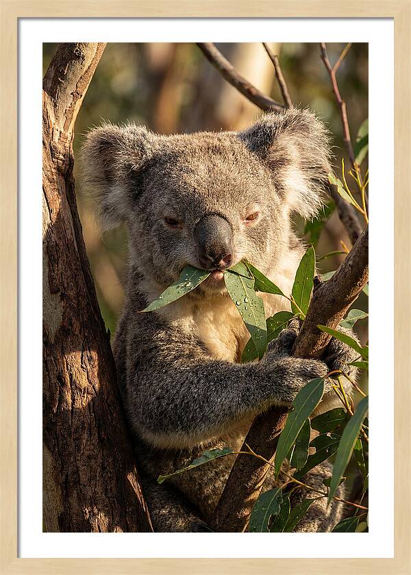 Koala Enjoying Eucalyptus Leaves