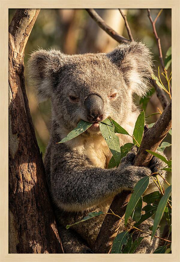 Koala Enjoying Eucalyptus Leaves