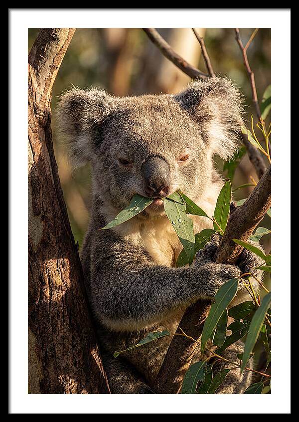 Koala Enjoying Eucalyptus Leaves