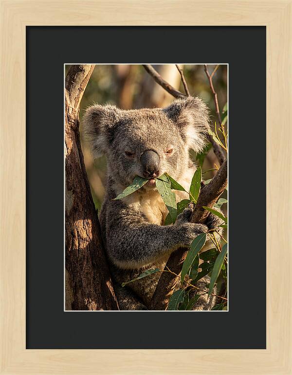 Koala Enjoying Eucalyptus Leaves
