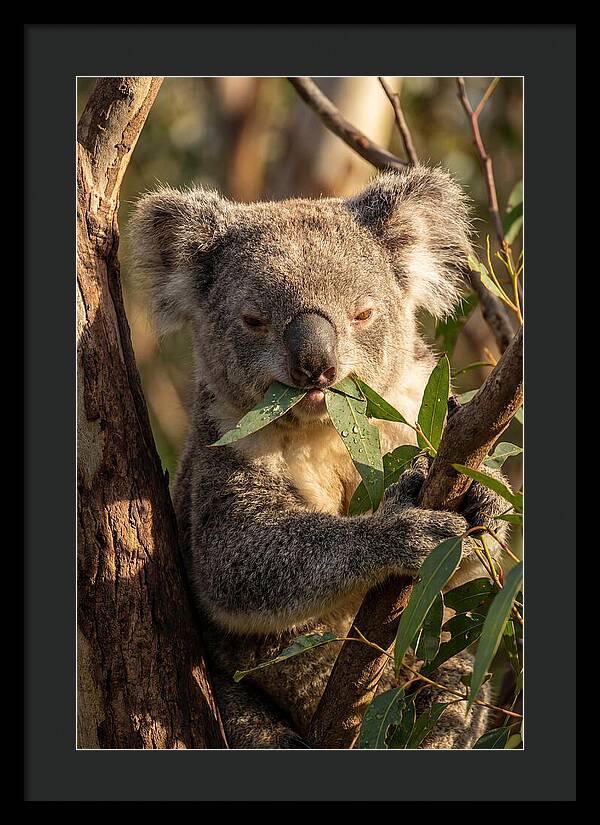 Koala Enjoying Eucalyptus Leaves