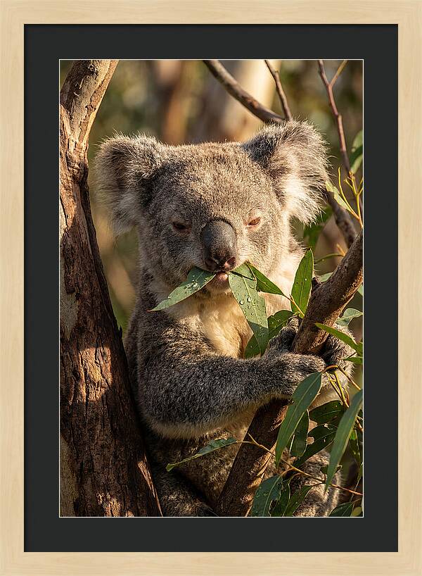 Koala Enjoying Eucalyptus Leaves