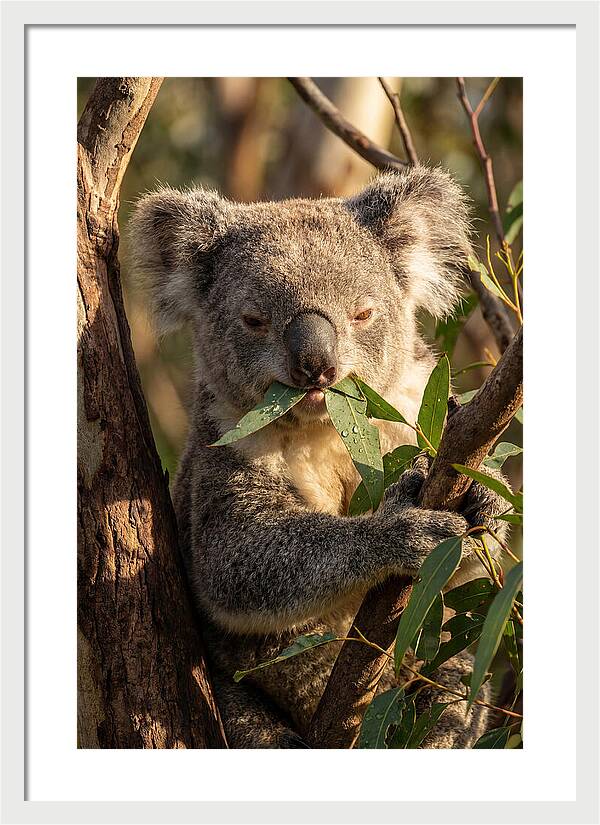 Koala Enjoying Eucalyptus Leaves