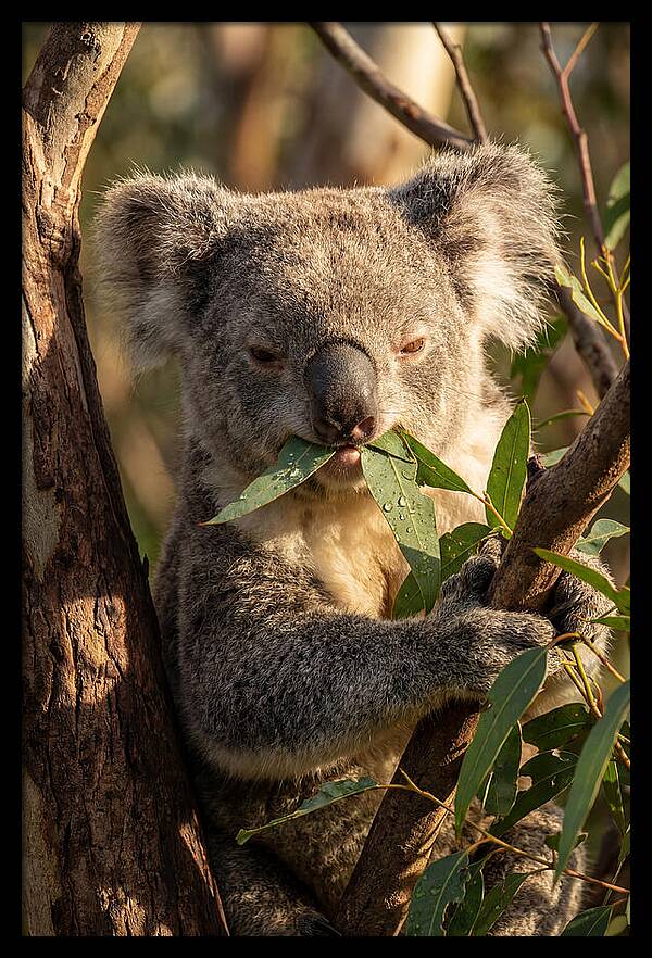 Koala Enjoying Eucalyptus Leaves