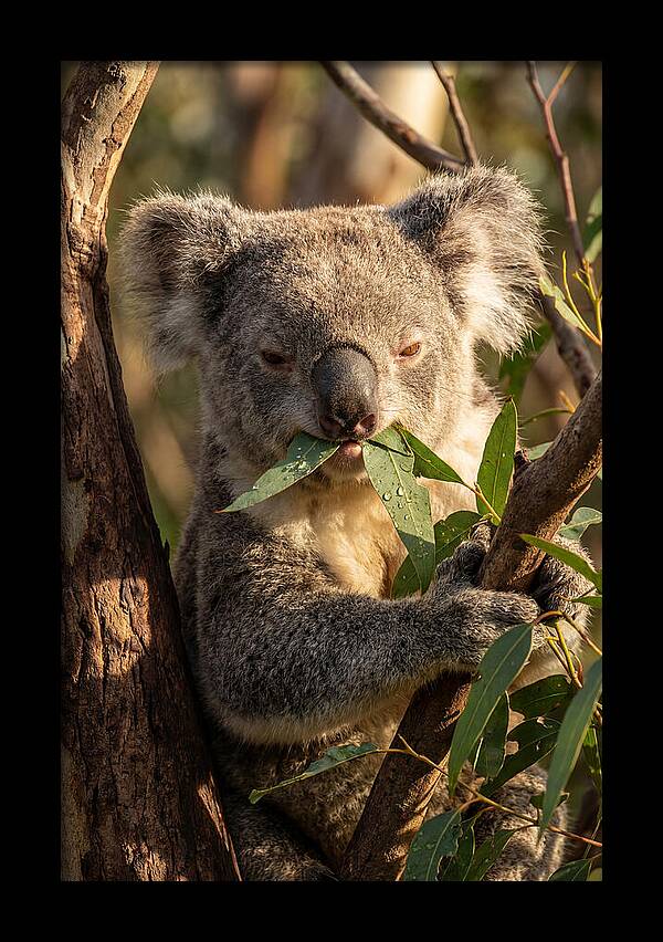 Koala Enjoying Eucalyptus Leaves