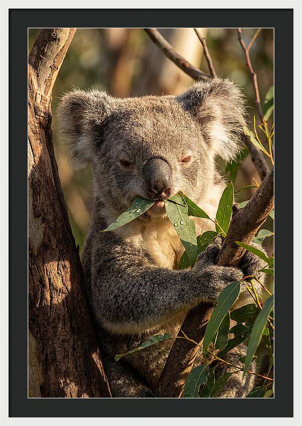 Koala Enjoying Eucalyptus Leaves