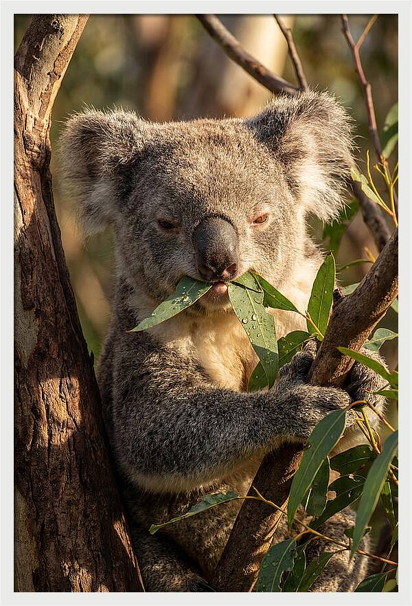 Koala Enjoying Eucalyptus Leaves