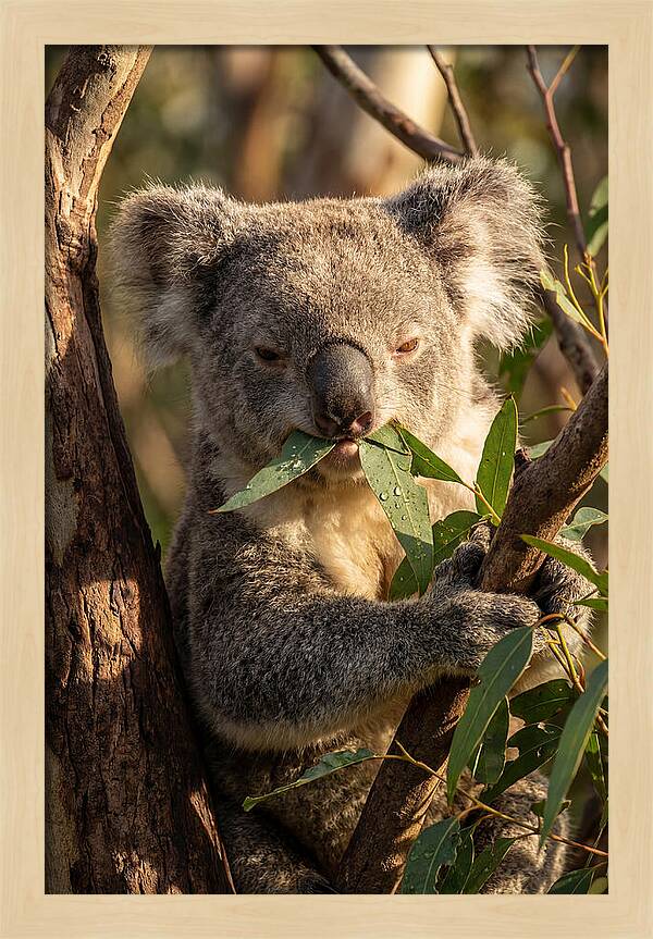 Koala Enjoying Eucalyptus Leaves
