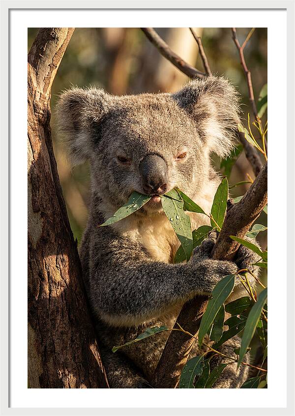 Koala Enjoying Eucalyptus Leaves