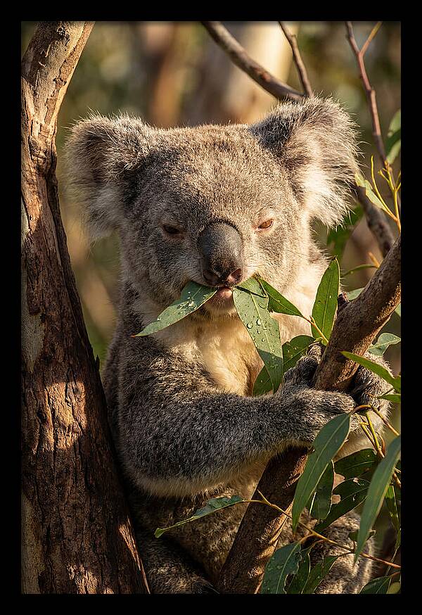Koala Enjoying Eucalyptus Leaves