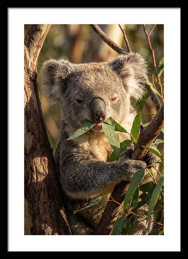 Koala Enjoying Eucalyptus Leaves