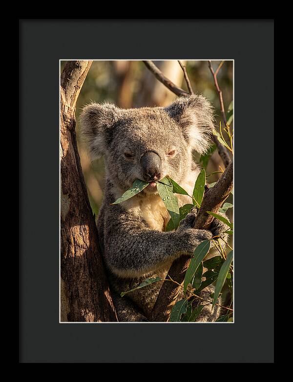 Koala Enjoying Eucalyptus Leaves