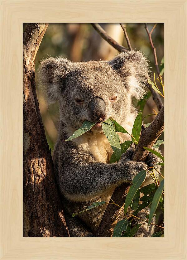 Koala Enjoying Eucalyptus Leaves