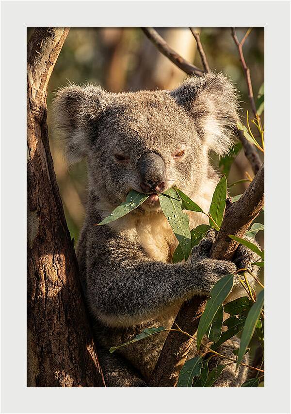 Koala Enjoying Eucalyptus Leaves