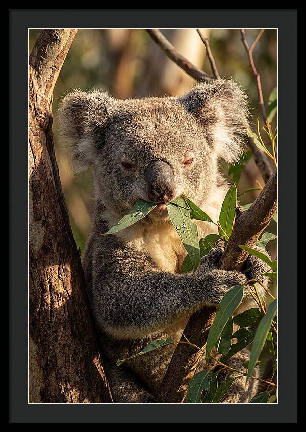Koala Enjoying Eucalyptus Leaves