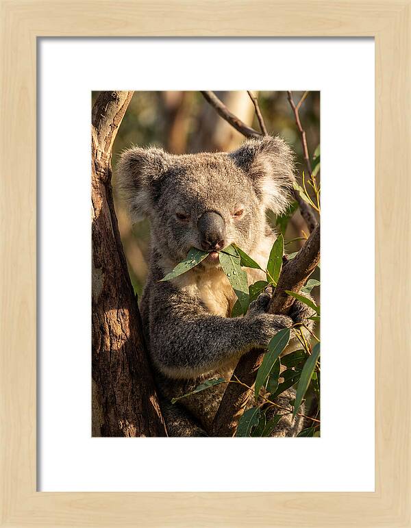 Koala Enjoying Eucalyptus Leaves