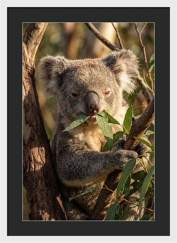 Koala Enjoying Eucalyptus Leaves