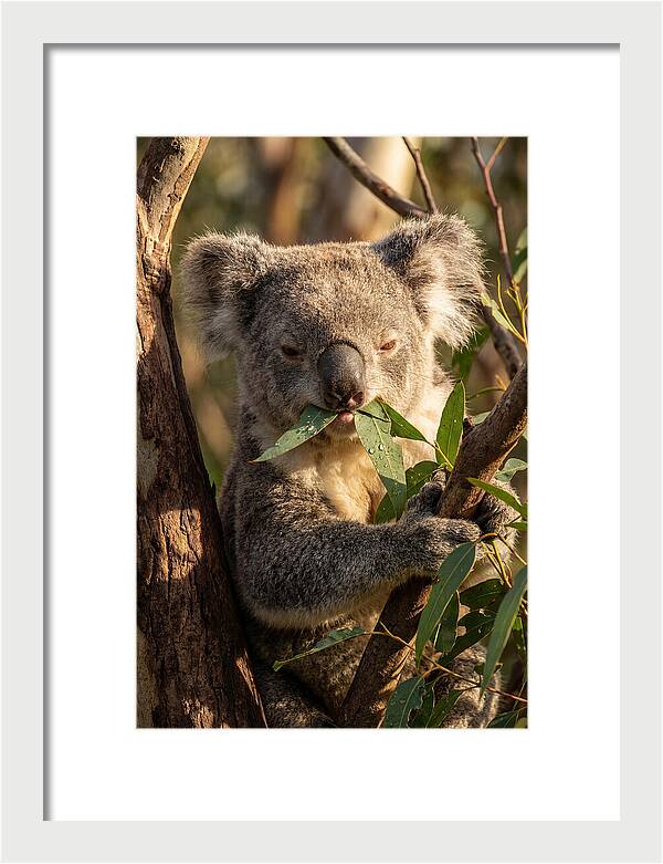 Koala Enjoying Eucalyptus Leaves