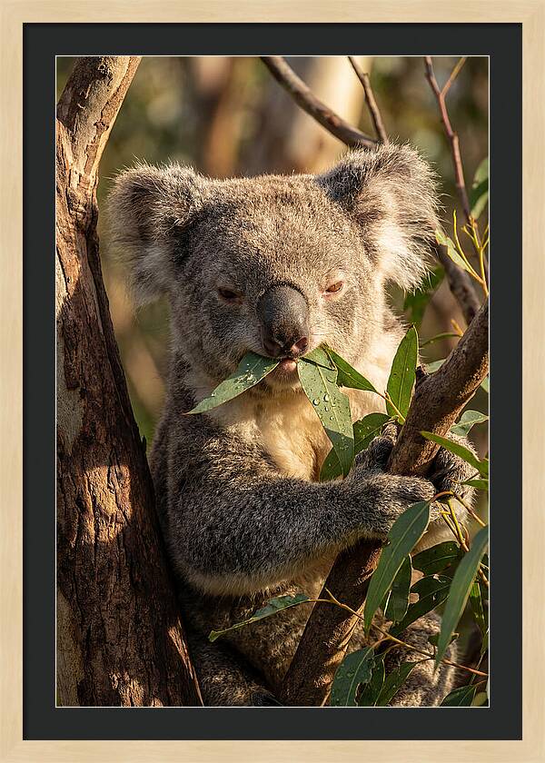 Koala Enjoying Eucalyptus Leaves