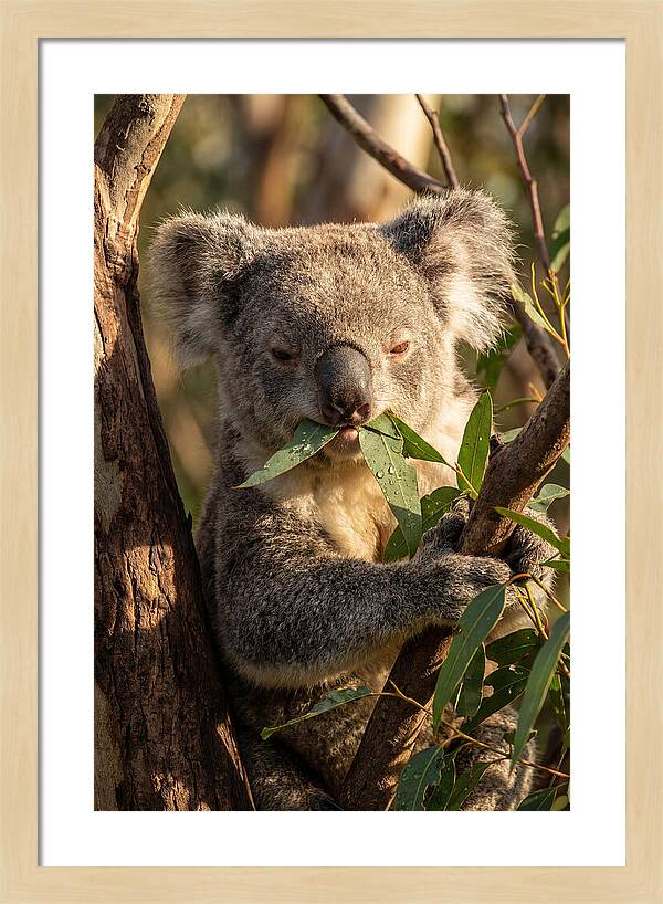 Koala Enjoying Eucalyptus Leaves