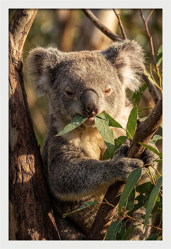 Koala Enjoying Eucalyptus Leaves