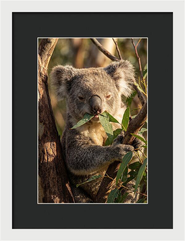 Koala Enjoying Eucalyptus Leaves