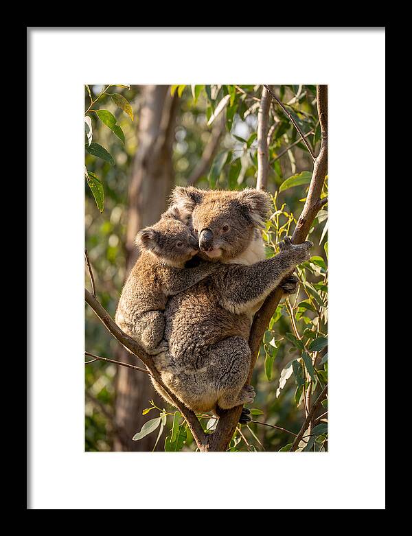 Koala Family In Harmony